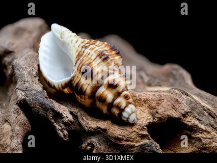 Gestreifte Muschel auf rauem Treibholz Stockfoto