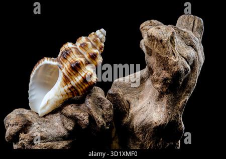 Gestreifte Muschel auf rauem Treibholz Stockfoto
