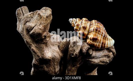 Gestreifte Muschel auf rauem Treibholz Stockfoto