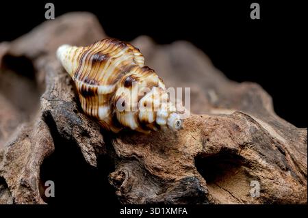 Gestreifte Muschel auf rauem Treibholz Stockfoto