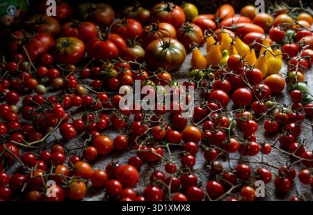 Ernte Verschiedener Tomaten Stockfoto