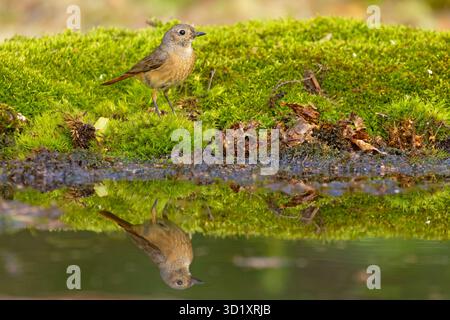 Der Rotstartvogel (Phoenicurus phoenicurus), oder oft einfach Rotstartvogel, ist ein kleiner Passerinvogel der Gattung Phoenicurus. Stockfoto