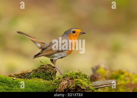 Der Europäische rotkehlchen (Erithacus rubecula) ist ein kleiner insektenfressender Passerinvogel, der zur Familie der Fliegenfänger aus der alten Welt der Muscicapidae gehört Stockfoto