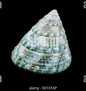 Grüne Tectus pyramis Muschel auf schwarzem Hintergrund Stockfoto