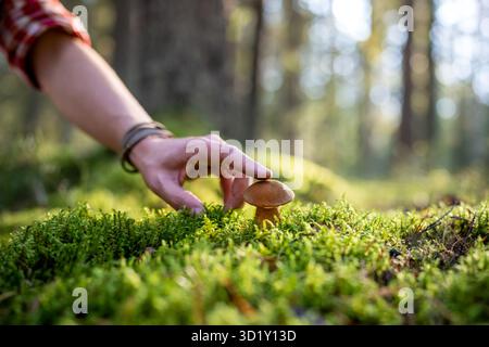 Waldwanderer berühren mit dem Finger Pilze, die in einem Dickicht aus saftigem grünem Moos wachsen. Stockfoto