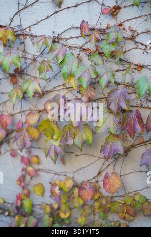 Wanddekor mit bunten Blättern von Weinreben vor dem Haus. Herbstlaub an grauer Gebäudewand. Nahaufnahme Stockfoto