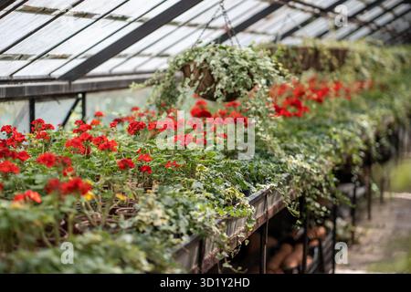 Geschlossenes Gewächshaus voller Blumen. Pflanzenzüchterei für Zierpflanzen und Blumenpflanzen Stockfoto