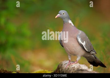 Die gewöhnliche Holztaube (Columba palumbus), auch bekannt als Holztaube, ist eine große Art aus der Familie der Tauben und Tauben (Columbidae). Stockfoto
