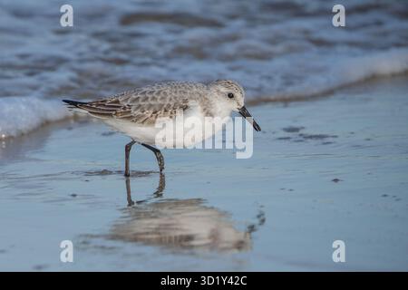 Sandpiper auf der Suche nach Essen am Strand in Cape May, New Jersey Stockfoto