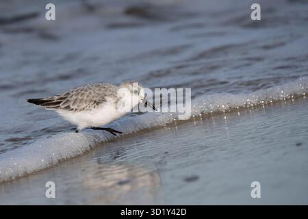 Sandpiper läuft am Strand in Cape May, New Jersey Stockfoto