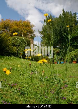Hawkweed (Hieracium sp.) Und Selfheal (Prunella vulgaris) blüht auf einem selten gemähten Rasen, damit Wildblumen bestäubende Insekten unterstützen können. Stockfoto