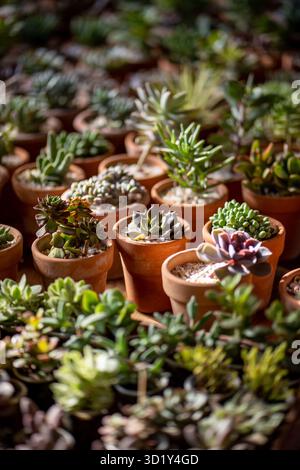 Verschiedene Arten von Sukkulenten in Mini-Terrakotta-Töpfen in Baumschulen Stockfoto