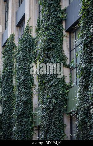 Haus mit vertikaler ökologischer Bio-Wand bedeckt. Dekorative Efeupflanze, die an der Gebäudefassade wächst Stockfoto