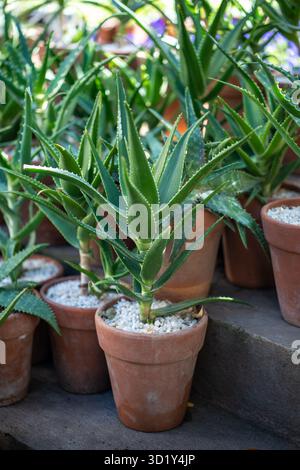 Aloe Vera Pflanze in Terrakotta Keramik Ton Töpfe im Outdoor Blumenladen, Gartengeschäft Stockfoto