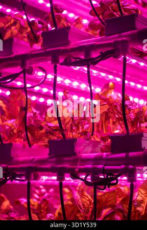 Grüner Salat im vertikalen Gewächshaus mit LED-Beleuchtung. Kommerzieller Anbau von frischem Gemüse Stockfoto