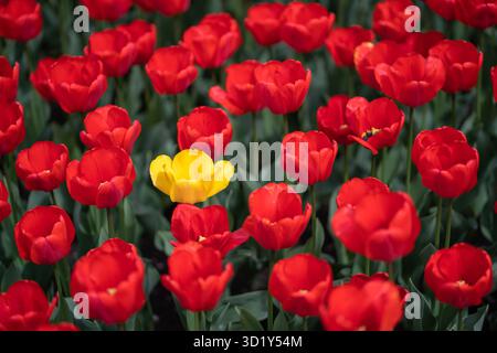 Leuchtend rot und gelb blühende Tulpenblüten im Garten, Nahaufnahme Stockfoto