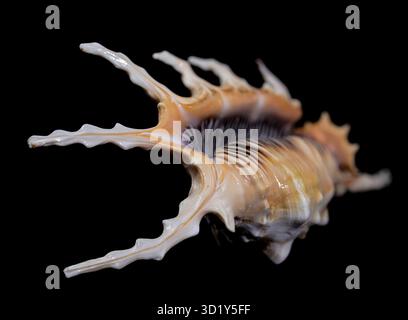 Skorpion Conch Shell auf schwarzem Hintergrund Stockfoto