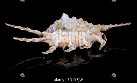 Skorpion Conch Shell auf schwarzem Hintergrund Stockfoto
