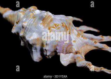 Skorpion Conch Shell auf schwarzem Hintergrund Stockfoto