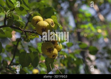 Reife Wildbirnen auf Ästen mit grünen Blättern im sonnigen Garten Stockfoto