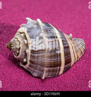 Melongena Shell auf rotem Sandgrund Stockfoto