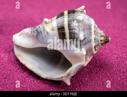 Melongena Shell auf rotem Sandgrund Stockfoto