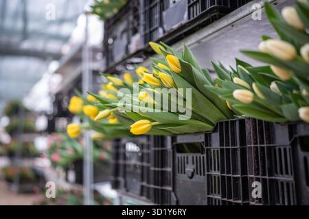Schneiden Sie Tulpen in Kunststoffkisten auf Gestellen im Gewächshaus, bereit für den Großhandel. Blumengeschäft Stockfoto