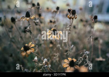 Getrocknete Überreste von Black Eyed Susan auf der kühlen Straße, braune Blätter und verschrumpelte Blumen auf dem Feld Stockfoto