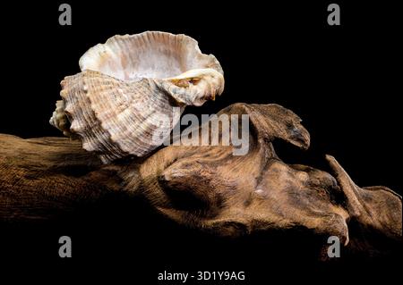 Rapana venosa Shell auf Treibholz vor schwarzem Hintergrund Stockfoto