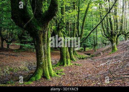 Buche Otzarreta, fagus Sylvatica, Naturpark Gorbeia, Alava-Vizcaya, Euzkadi, Spanien Stockfoto