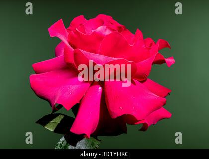 Schöne rote Rose auf grünem Hintergrund Stockfoto