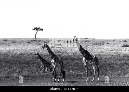 Atemberaubendes Tierfoto afrikanischer Giraffen in Tansania, aufgenommen auf Safari, mit Eleganz, Höhe und anmutigen Bewegungen in freier Wildbahn. Stockfoto