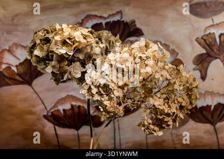 Nahaufnahme Der Getrockneten Hortensie-Blume Stockfoto