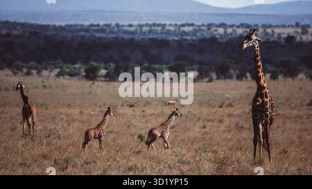 Atemberaubendes Tierfoto afrikanischer Giraffen in Tansania, aufgenommen auf Safari, mit Eleganz, Höhe und anmutigen Bewegungen in freier Wildbahn. Stockfoto