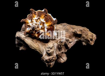 Endivie Murex-Shell auf schwarzem Hintergrund aus Treibholz Stockfoto