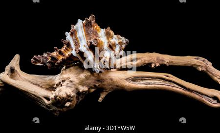 Endivie Murex-Shell auf schwarzem Hintergrund aus Treibholz Stockfoto