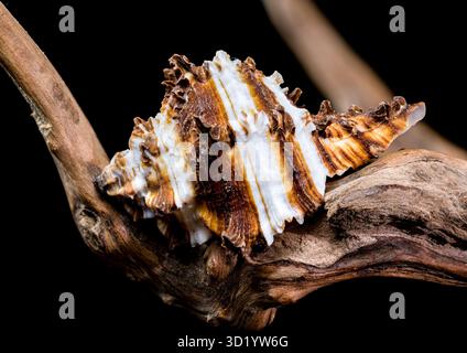 Endivie Murex-Shell auf schwarzem Hintergrund aus Treibholz Stockfoto