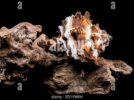 Endivie Murex-Shell auf schwarzem Hintergrund aus Treibholz Stockfoto