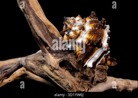 Endivie Murex-Shell auf schwarzem Hintergrund aus Treibholz Stockfoto