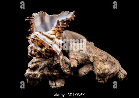 Endivie Murex-Shell auf schwarzem Hintergrund aus Treibholz Stockfoto