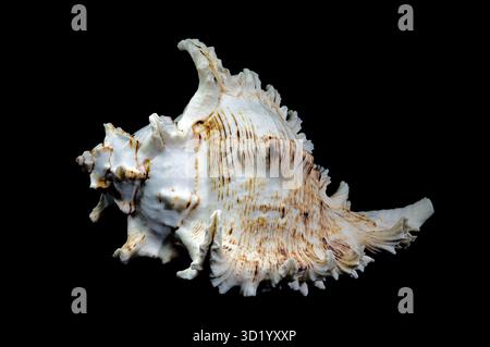 Ramose Murex Shell auf schwarzem Hintergrund Stockfoto