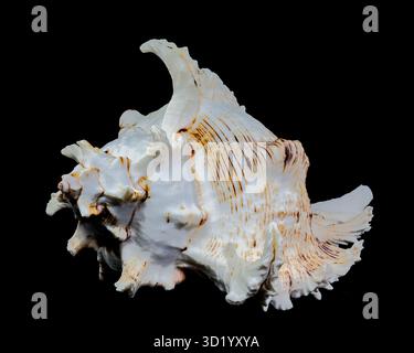 Ramose Murex Shell auf schwarzem Hintergrund Stockfoto