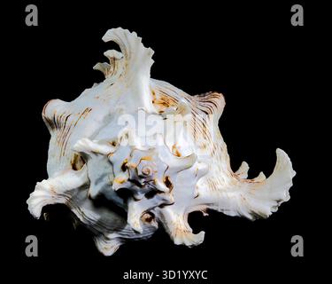 Ramose Murex Shell auf schwarzem Hintergrund Stockfoto
