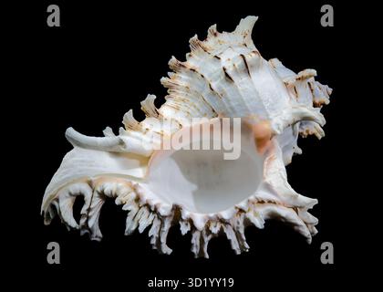 Ramose Murex Shell auf schwarzem Hintergrund Stockfoto