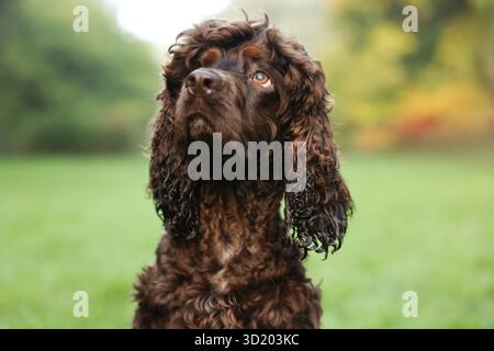 Wunderschöner irischer Wasserspaniel-Hund im Park Stockfoto