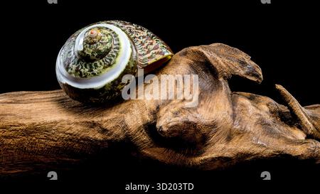 Green Jade Banded Turbo Shell auf schwarzem Treibholz Hintergrund Stockfoto