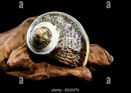 Green Jade Banded Turbo Shell auf schwarzem Treibholz Hintergrund Stockfoto