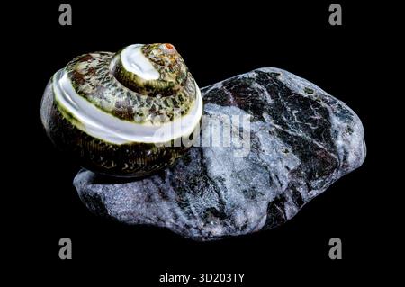 Green Jade Banded Turbo Shell auf schwarzem Hintergrund der Steine Stockfoto