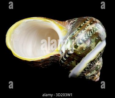 Green Jade Banded Turbo Shell auf schwarzem Hintergrund Stockfoto
