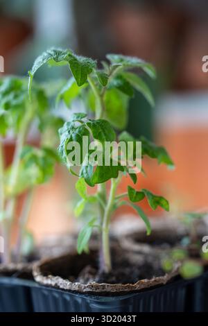 Bio-Tomatensämlinge, die aus Saatgut zu Hause wachsen. Stockfoto
